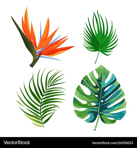 Palm leaves flower bird of paradise strelitzia Vector Image