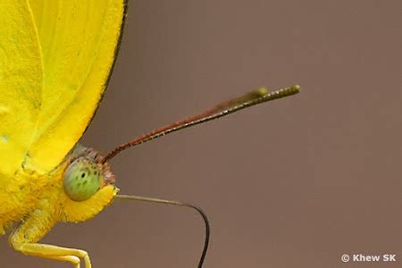 Butterflies of Singapore: The Butterfly Antennae