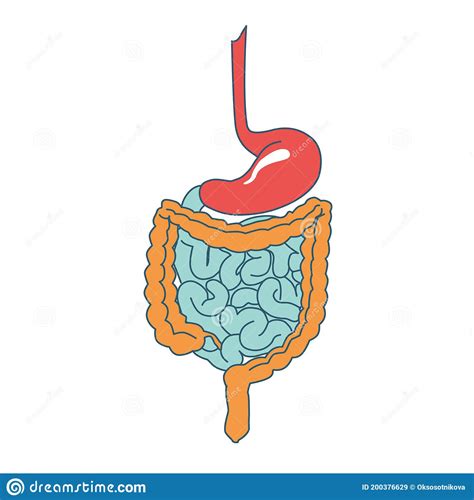 Intestine Anatomy Jejunum