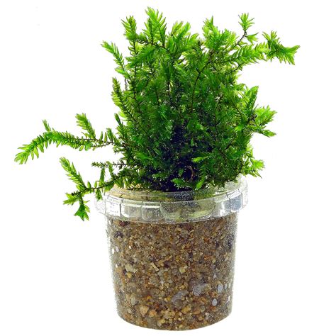 Fontinalis antipyretica var. gigantea - Portion | Aquasabi - Aquascaping Shop