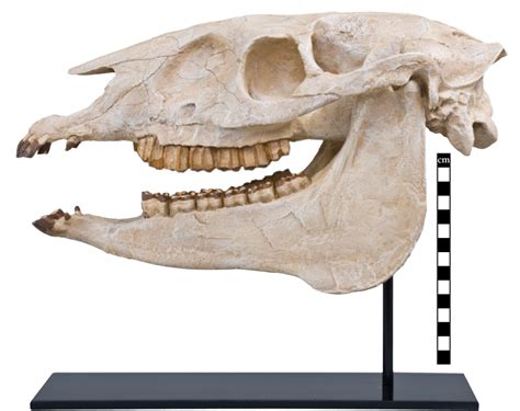 Merychippus sp. Skull – Black Hills Institute