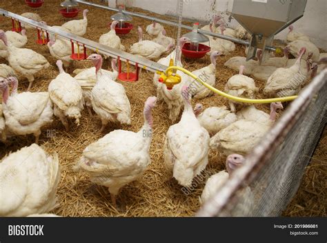 Turkey On Farm Image & Photo (Free Trial) | Bigstock