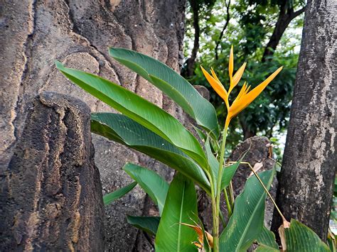 Las heliconias son una de las plantas más tropicales. es imprescindible ...