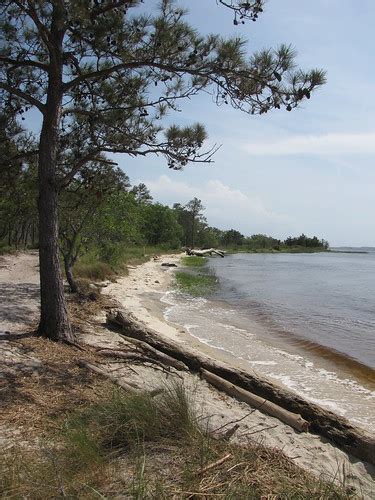 Carolina Beach State Park (3) | at Carolina Beach State Park… | Flickr