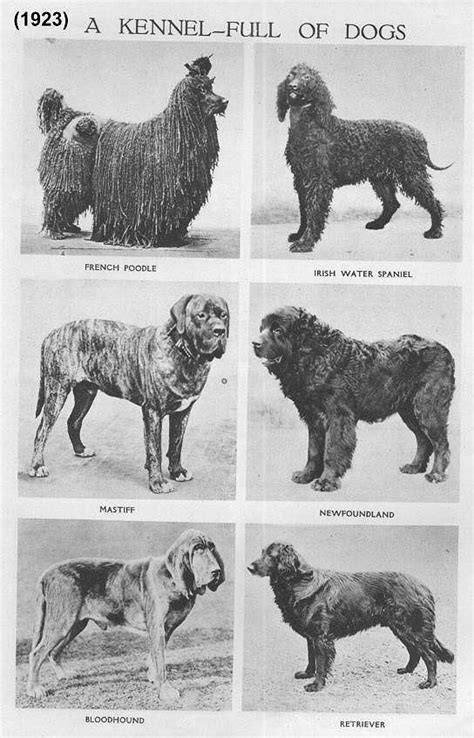 DOG BREEDS IN 1923