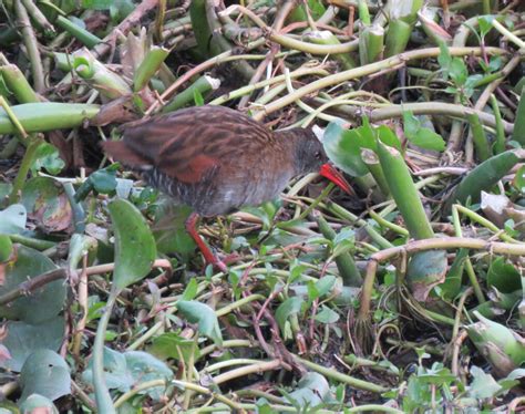 Rallidae - Adelaide Ornithologists' Club