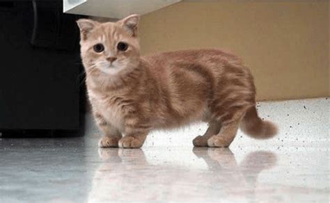 These Munchkin Kitten Photos Will Put A Smile On Your Face - I Can Has Cheezburger?