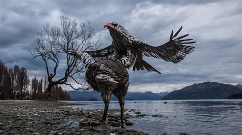 New Zealand Haast Eagle and Moa Sculpture by Luke Wilson | Saatchi Art