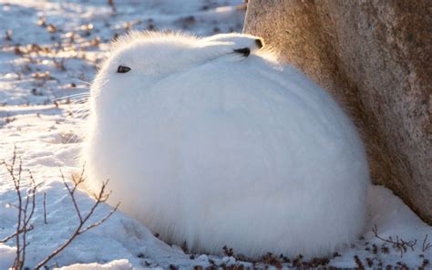 Arctic Hare - Species Profile, Photos & Facts - 101 Animals