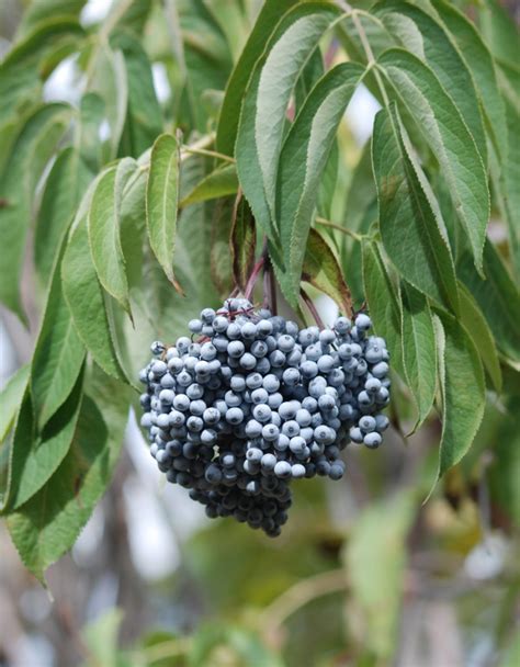 Sambucus caerulea – These Are the Plants I Know