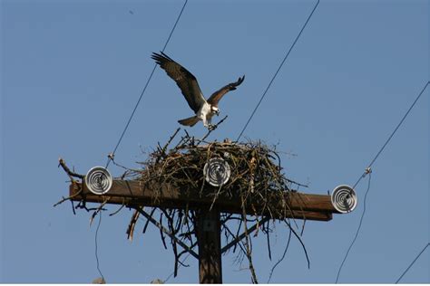 Osprey building a nest | Wildlife photos, Bald eagle, Osprey