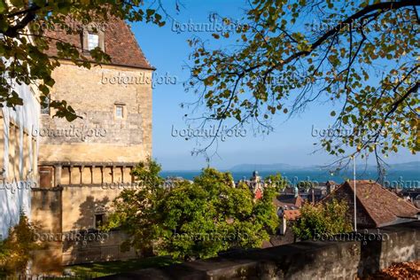 Image View of palace, old town and Lake Neuchâtel, Neuchâtel, Switzerland - 453132 - Images of ...