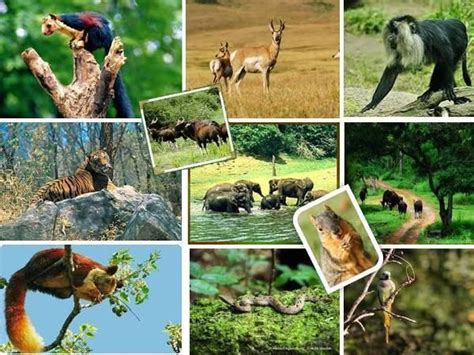 Wildlife of Kerala - Alchetron, The Free Social Encyclopedia