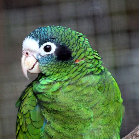 Loro Amazonas | Exòtics Veterinaria