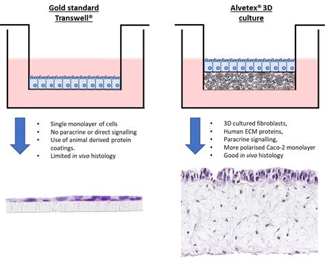 Using 3D culture to improve Caco-2 permeability assays