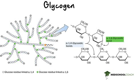 Glycogen Structure & Glycogenolysis – MCAT Biochemistry | MedSchoolCoach