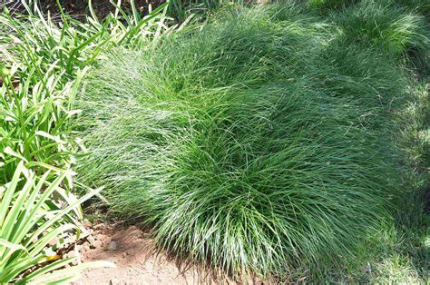 10 Drought-Resistant Grasses for Low-Maintenance Lawns