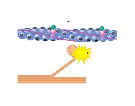 Crossbridge Anatomy Quiz