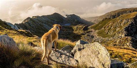 10 Dog-Friendly Hiking Trails in the U.S. | Cadet Pet