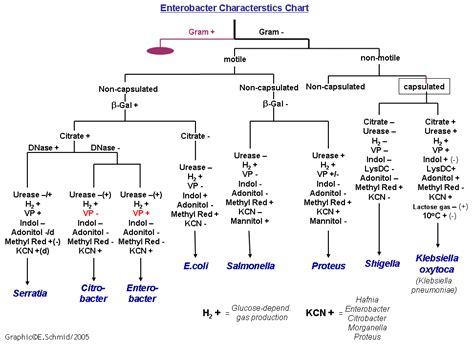 gram negative identification flow chart | they are all gram negative straight rods they are ...