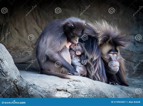 Gelada baboon family 1 stock image. Image of mammal - 215965507