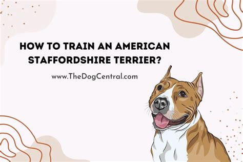 How to Train an American Staffordshire Terrier? | The Dog Central