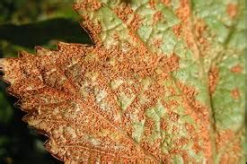 Common Causes For Rust Disease On Plants - Gardeninguru