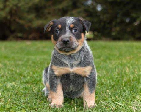 Blue Heeler Puppies! Males and Females available! for Sale in Saint Johns, Michigan Classified ...