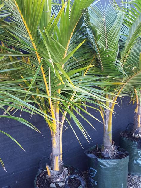 Coconut Palm - Palms and Cycads, Plants - Ross Evans Garden Centre