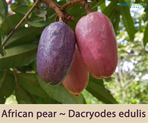 African pear facts and health benefits