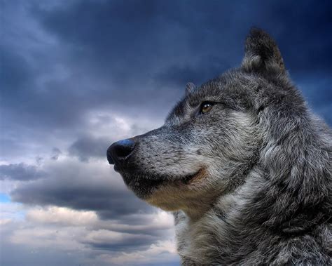 🔥 [50+] Awesome Wolf Wallpapers | WallpaperSafari