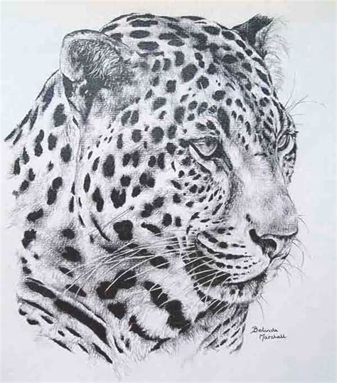 African Leopard Pencil Portrait In Graphite Pencil By Belinda Marshall ...