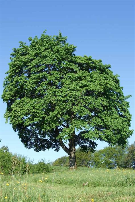 How to Grow and Care for Norway Maple Trees | Gardener’s Path