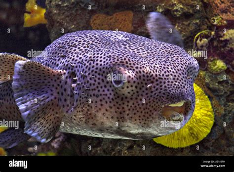 Puffer Bloat A large inflated and bloated purple pufferfish ...