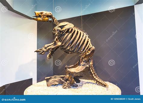 Ground Sloth Skeleton editorial stock image. Image of giant - 109838849