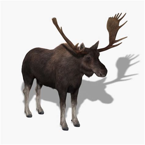 3D moose Models max 3ds obj fbx c4d