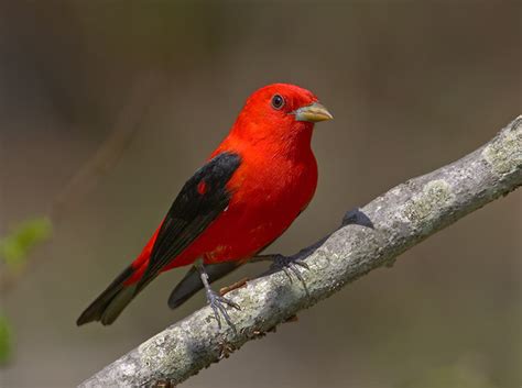 Scarlet Tanager