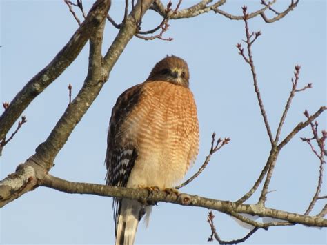 Hawk ID - Help Me Identify a North American Bird - Whatbird Community