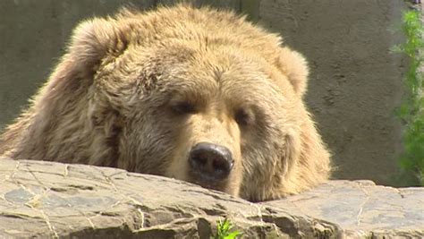 kodiak bear ursus arctos middendorffi sleepy Stock Footage Video (100% ...