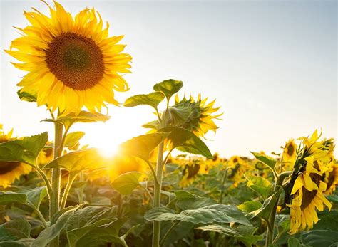 Sunflower - Advance Cover Crops