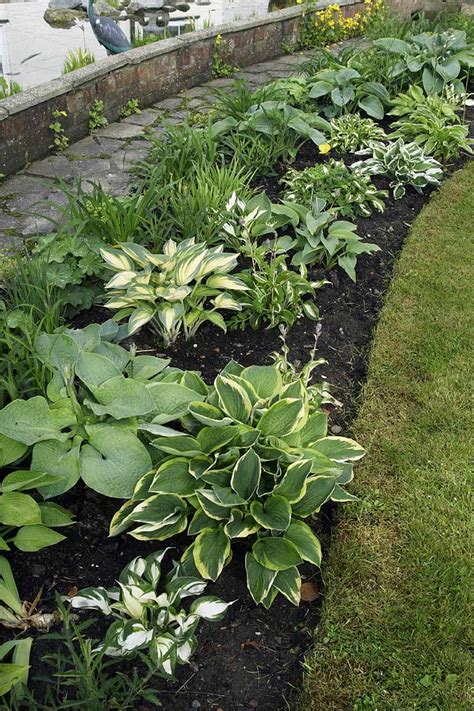 How to Grow and Care for Hostas (Plantain Lilies) | Gardener's Path