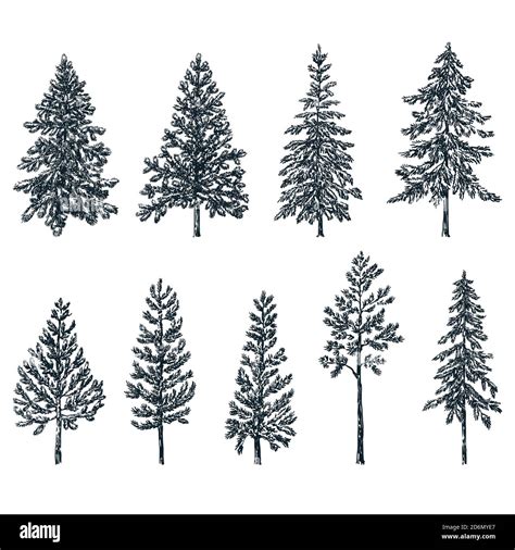 Spruce Tree Clip Art: Tạo Nghệ Thuật Cây Thông Tuyệt Đẹp - Countrymusicstop.com