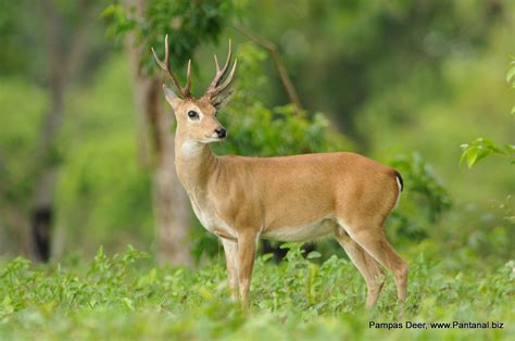 Fazenda Barranco Alto - Pantanal Lodge: Pampas Deer