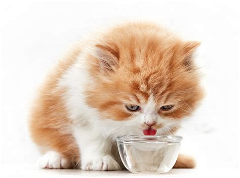 How Much Water Do Kittens Need? Vet-Approved Facts & Requirement Chart ...