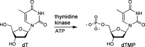 Thymidine