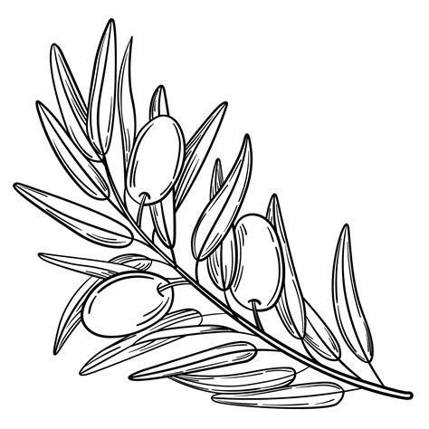 Hand drawn simple olive branch for your design 10652163 Vector Art at Vecteezy