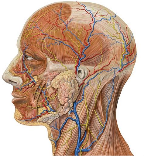 Chronic Neck Pain: Scar Tissue, Fascial Adhesion, Trigger Points, or ...