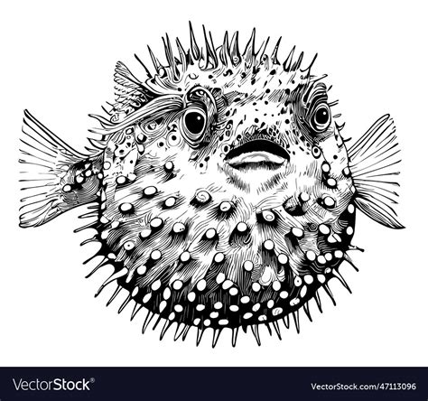 Puffer fish hand drawn sketch in doodle style Vector Image