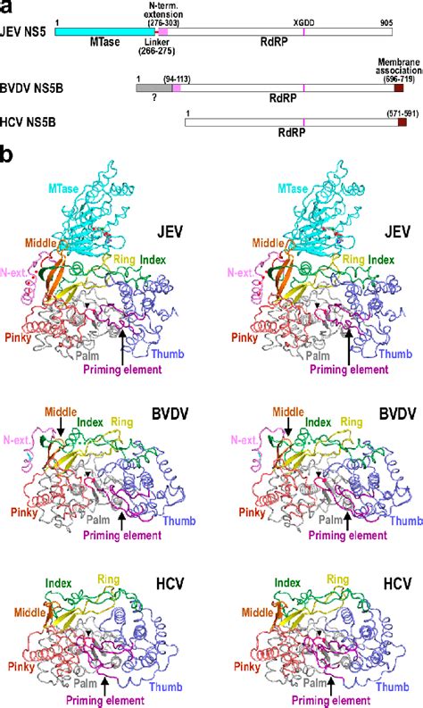 Structural comparison of representative Flaviviridae RdRPs. (a) A... | Download Scientific Diagram