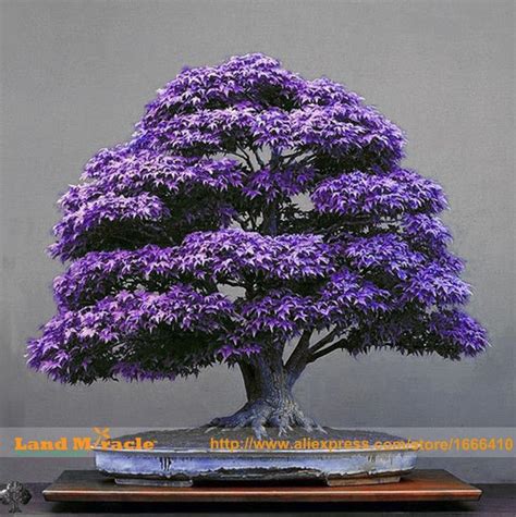 Real Japanese Purple Ghost Maple Tree Bonsai Seeds, 10 Seeds/Pack, Acer palmatum atropurpureum ...